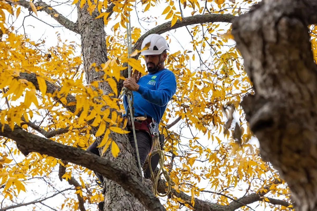 Skilled Storm Damage Cleanup crew working in Temperanceville